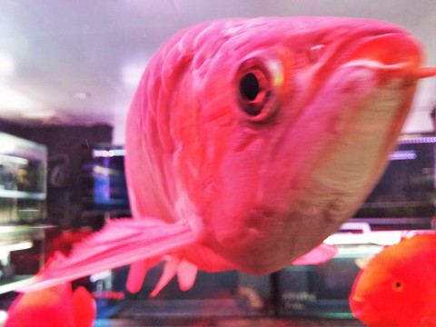 觀賞魚