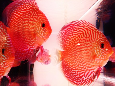 觀賞魚 魚 漂亮魚兒