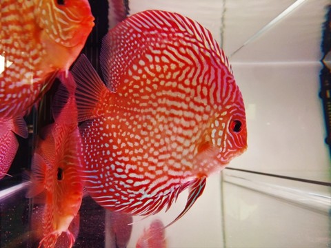 觀賞魚 漂亮魚兒 魚