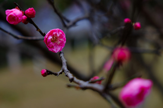 梅花 花卉 花朵 枝條 開(kāi)放