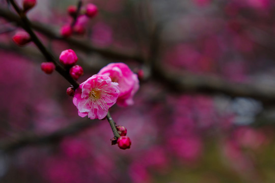 梅花 花卉 花朵 枝條 開放