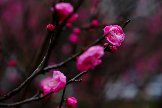 梅花 花卉 花朵 枝條 開放