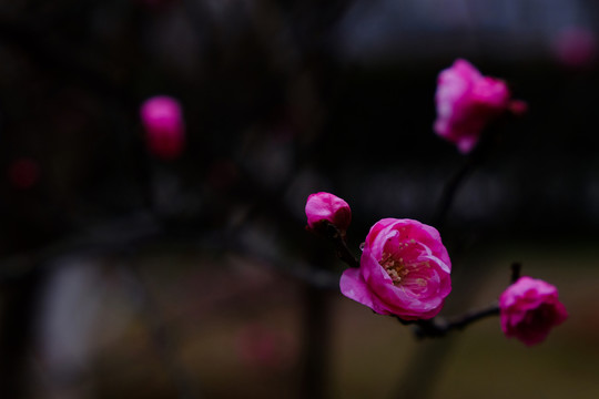 梅花 花卉 花朵 枝條 開放