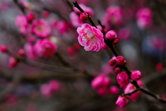 梅花 花卉 花朵 枝條 開放