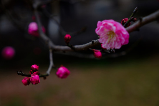 梅花 花卉 花朵 枝條 開(kāi)放