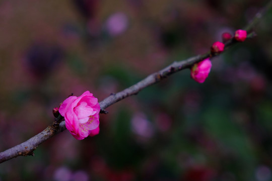 梅花 花卉 花朵 枝條 開放
