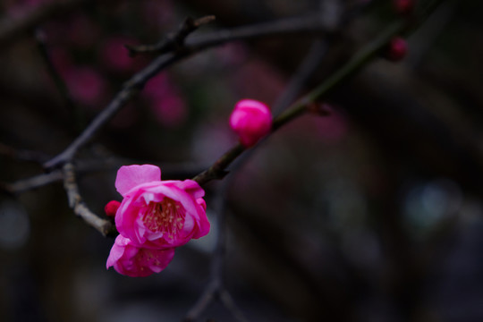 梅花