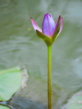 張開的花