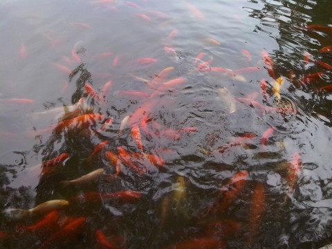 水里的金魚