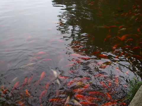 魚水中游