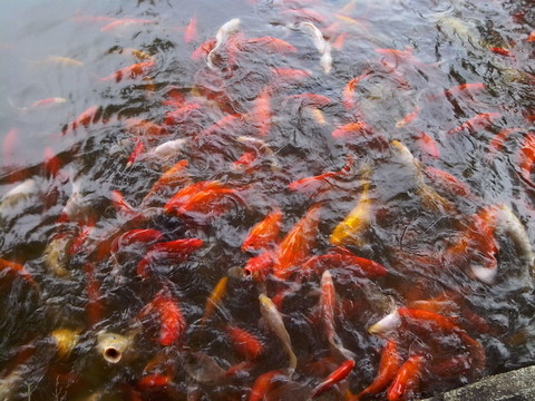 池水 一群金魚(yú)