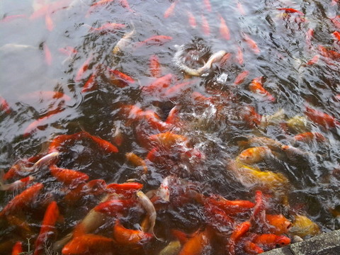 魚圖片