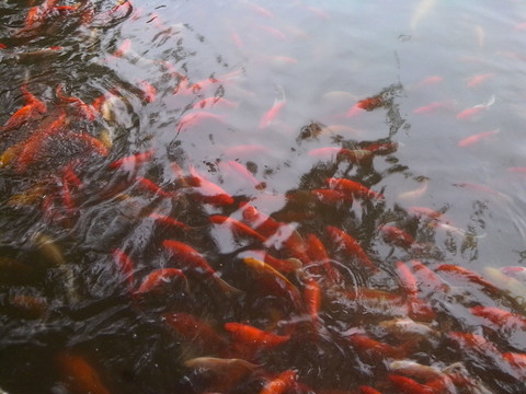 魚戲水