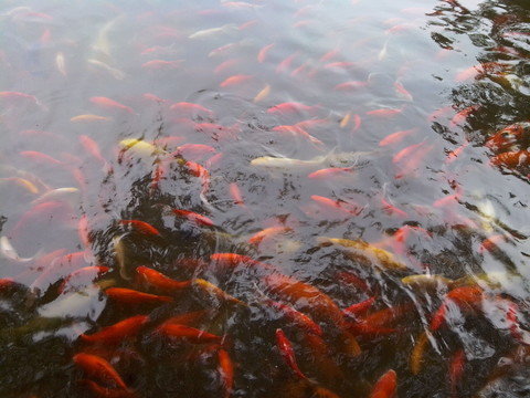 金魚