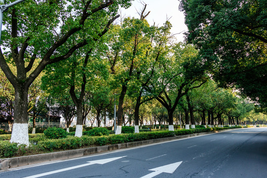 城市綠化 樹(shù)林 城市花園 公園