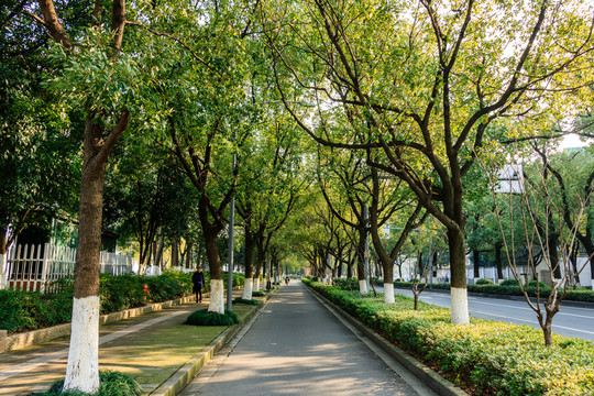 城市綠化 樹林 城市花園 公園