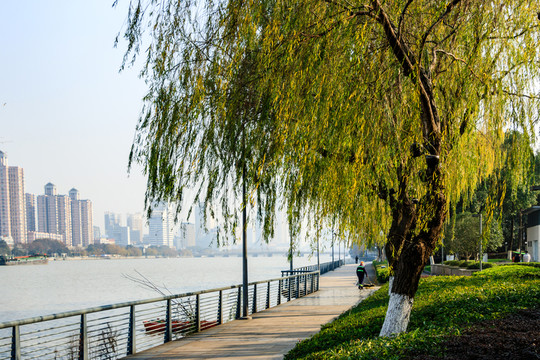 城市江邊綠化 樹林