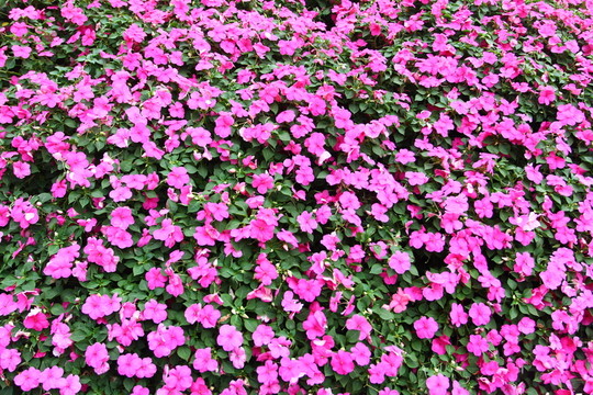 鮮花背景