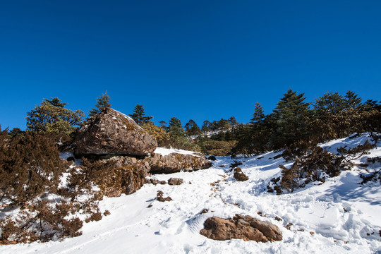 雪地冷杉林