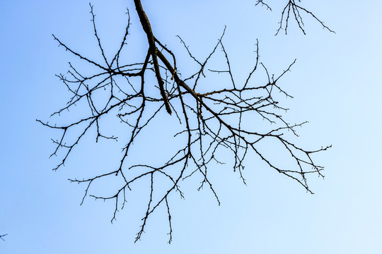 冬天枯樹枝素材 樹枝剪影 枯枝
