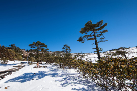 高山杜鵑和冷杉林