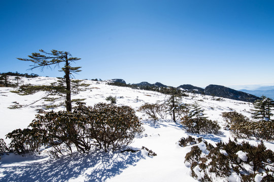 轎子雪山風光