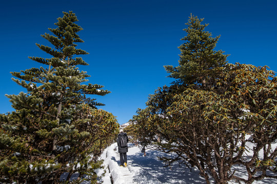 轎子雪山風光