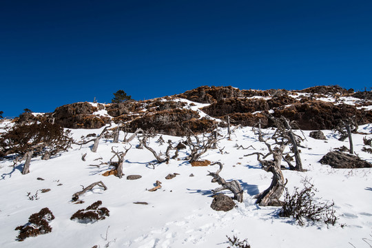 轎子雪山傲骨林風(fēng)光