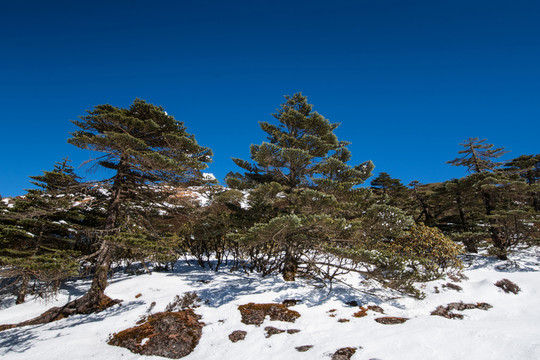 轎子雪山風光