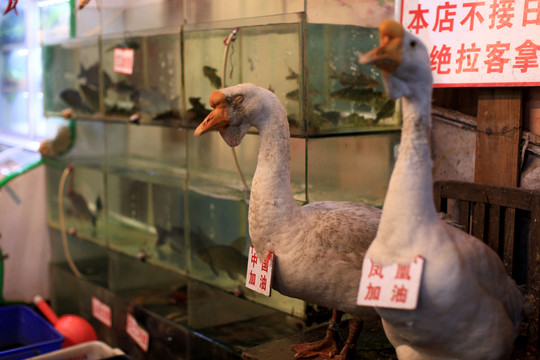 鳳凰古城 湘西 著名景點 冬天