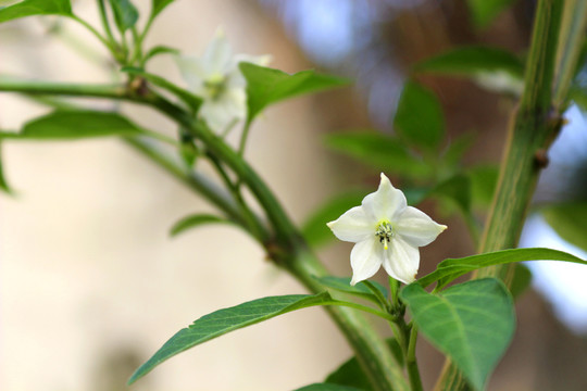 辣椒花