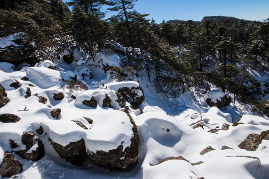 雪地冷杉林
