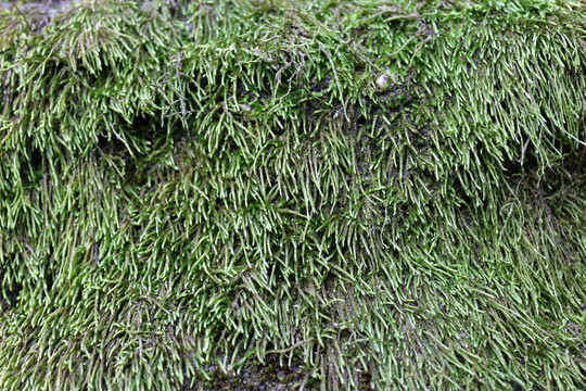 苔蘚