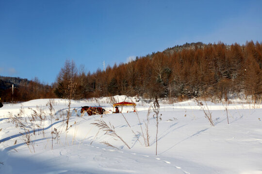 中國雪鄉(xiāng) 馬拉雪橇 雪橇 雪鄉(xiāng)