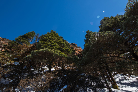 雪地冷杉林