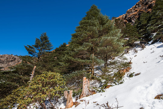 雪地冷杉林