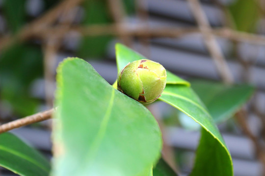 梅茶
