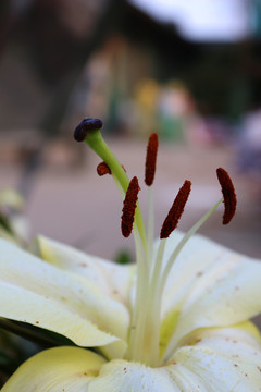 百合花蕊