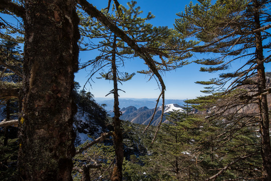 透過樹林遠(yuǎn)眺雪山