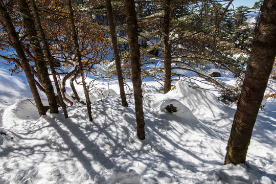 雪地冷杉林