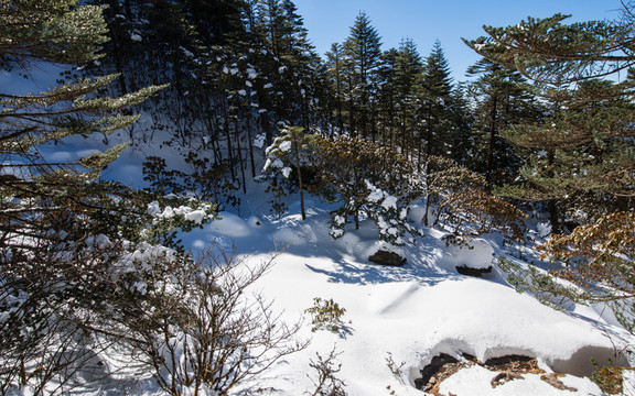 雪地冷杉林