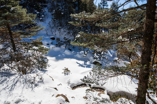 雪地冷杉林海