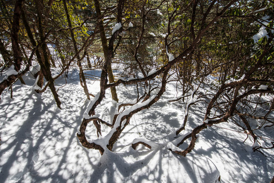 雪地高山杜鵑林