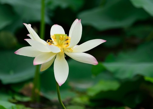 白荷花