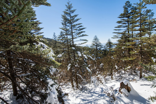 雪地冷杉林海