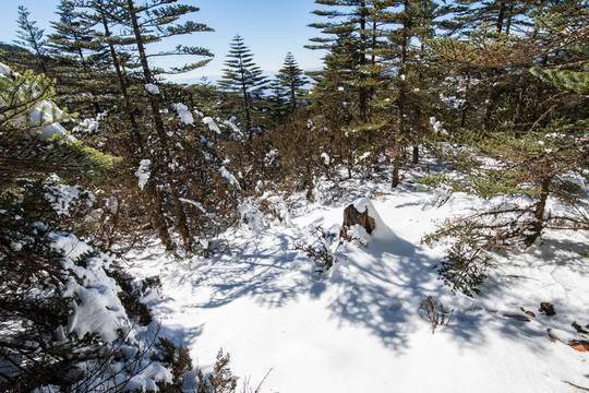 雪地冷杉林海
