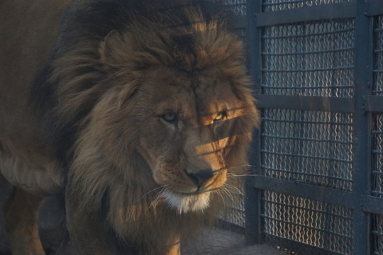 獅子