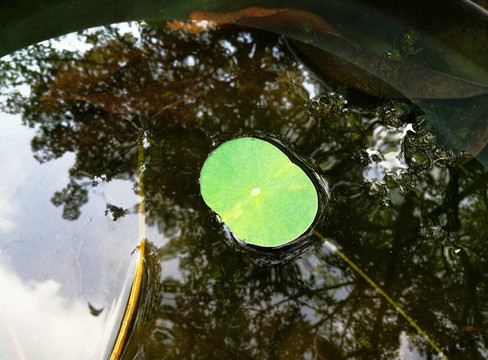 水荷蓮