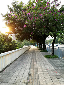 深圳市福田區(qū)街道