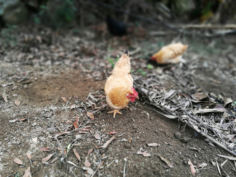 跑山雞